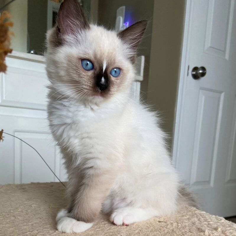 Available Ragdoll Kittens For Sale WHISKERS RANCH RAGDOLL KITTENS