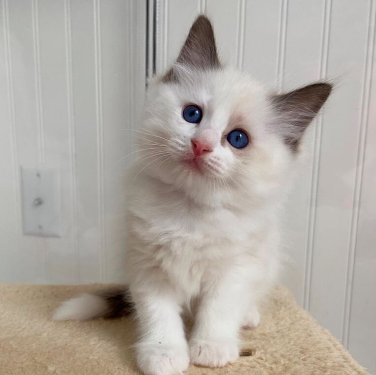 Available Ragdoll Kittens For Sale WHISKERS RANCH RAGDOLL KITTENS